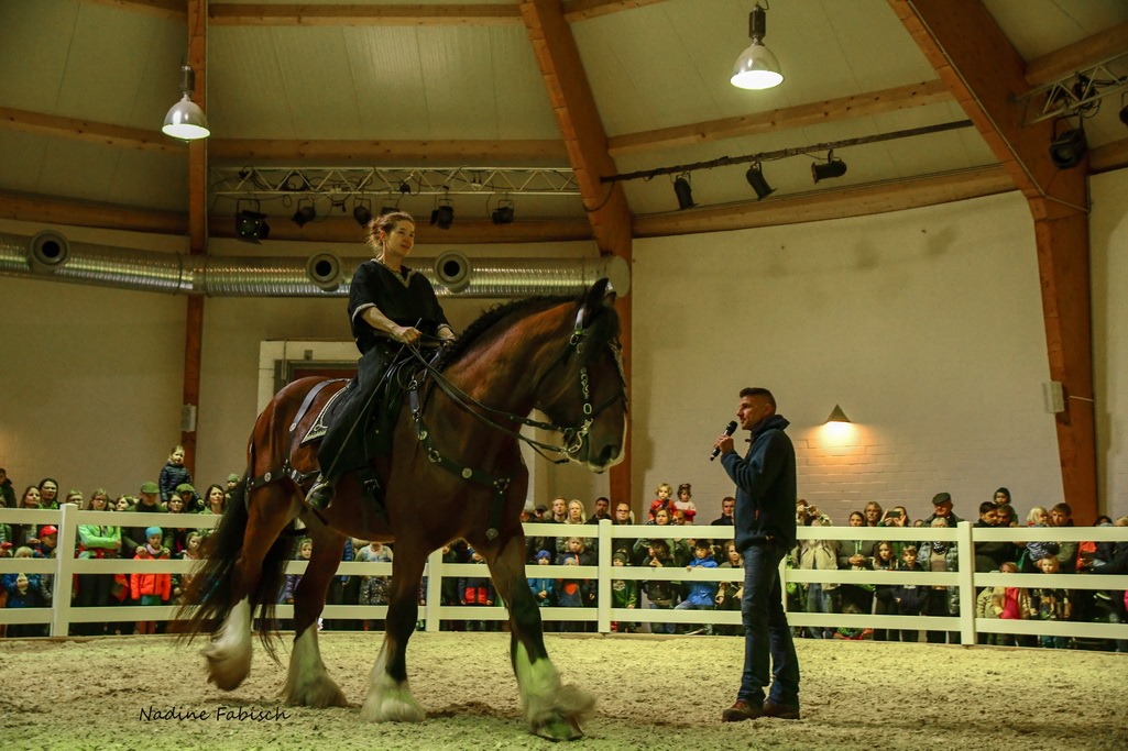 Shire Horse "Warrior" unter dem Sattel